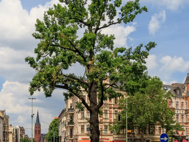 Kaisereiche (Berlin)